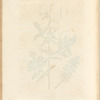 Hedge mustard