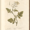 White mustard