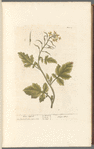 White mustard