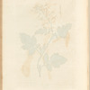 White mustard