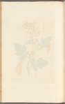White mustard