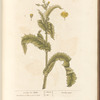 Prickly sow thistle
