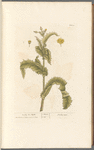 Prickly sow thistle