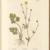 Cron foot