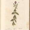 Water mint