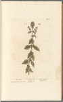 Water mint