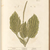 Plantain