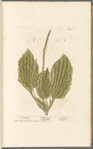 Plantain