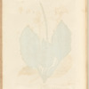 Plantain