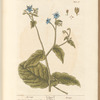 Borrage