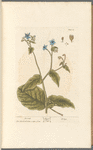 Borrage