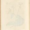 Borrage