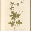 Bryony