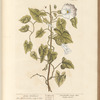 Great bindweed