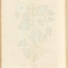 Great bindweed
