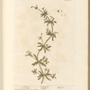 Clivers; Goose grass