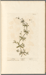 Clivers; Goose grass