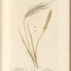 Wheat no. 1; Bearded wheat no. 2