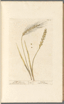 Wheat no. 1; Bearded wheat no. 2