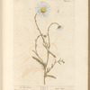 Ox-eye daisy