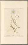 Ox-eye daisy