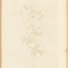 Pimpernell