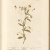 Heart's ease; Pansies