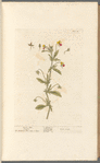 Heart's ease; Pansies