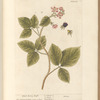 Black berry bush