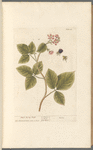 Black berry bush