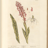 Male satyrion
