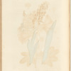 Male satyrion