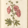 Hollyhocks