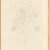 March violet