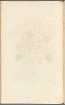 March violet