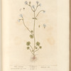White saxifrage
