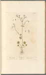 White saxifrage