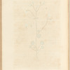 White saxifrage