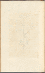 White saxifrage