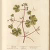 Doves foot; Crane's bill