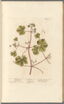 Doves foot; Crane's bill