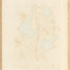 Doves foot; Crane's bill