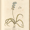 Hyacinth or hare bells