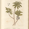 Spurge laurel