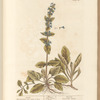 Bugle