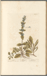 Bugle