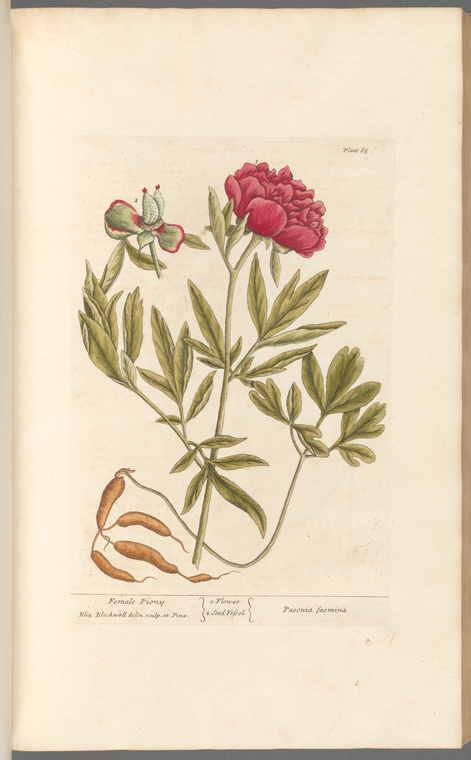 free printable botanical art