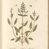 Sage of vertue