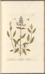 Sage of vertue