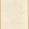 Sage of vertue